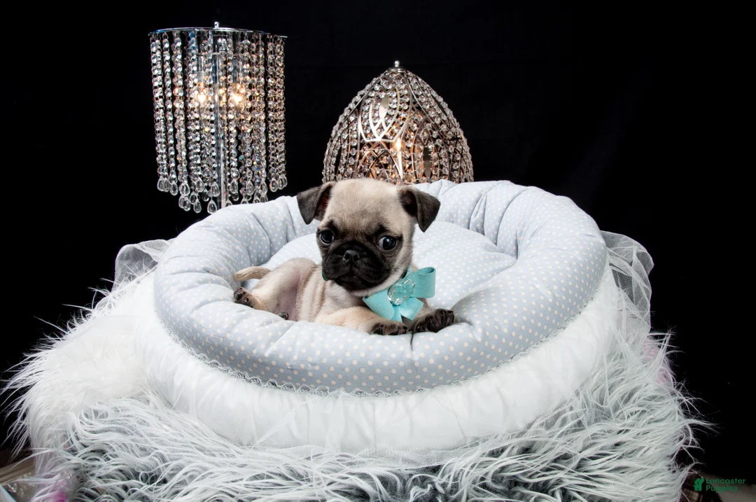 Pug dogs for sale: Pug Puppy 3 - Ad 1