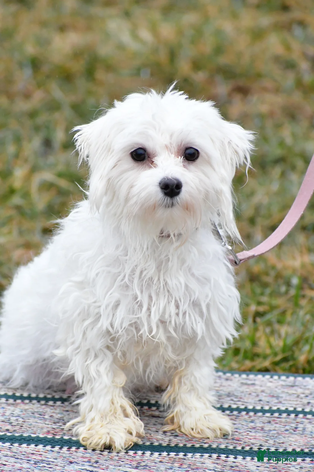 Maltipoo dogs for sale: Kaden - Ad 8