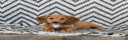 Miniature Dachshund dogs for sale: Zola - Ad 2