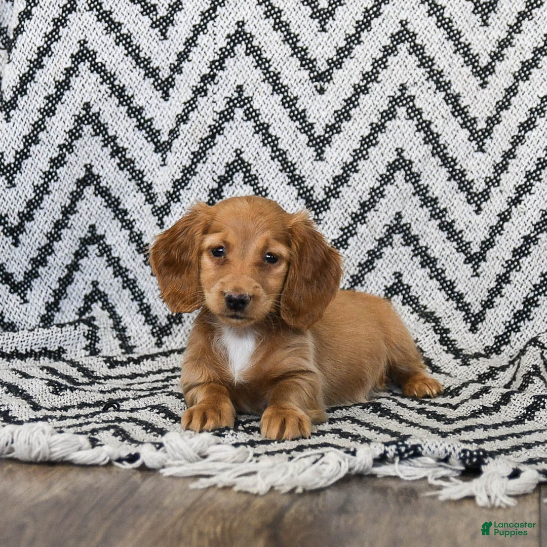 Miniature Dachshund dogs for sale: Zola - Ad 2