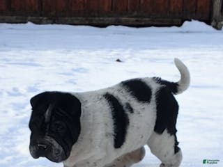 Shar Pei dogs Oreo black flower mini - Ad 7