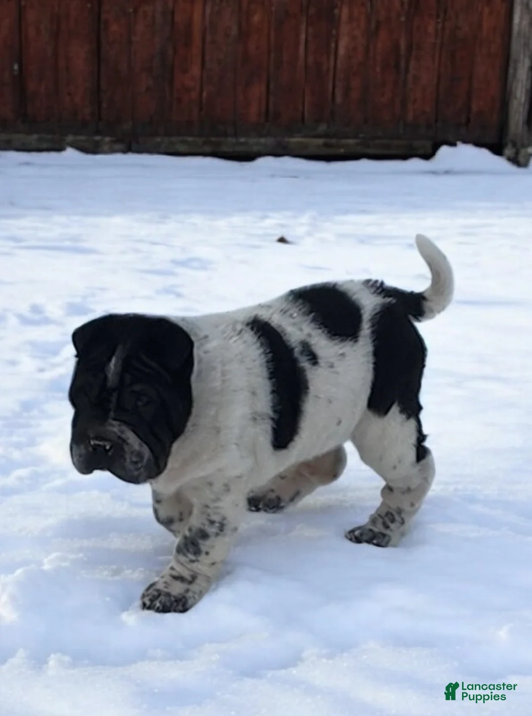 Shar Pei dogs for sale: Oreo black flower mini - Ad 15