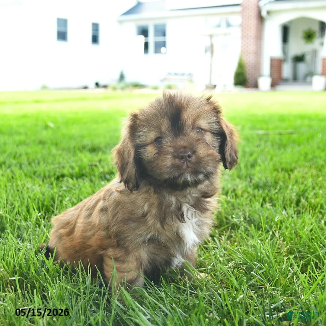 Mixed Breed dogs for sale: Scarlet - Ad 1