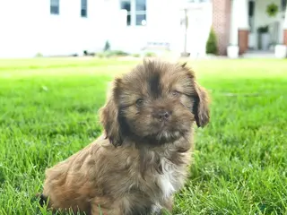 Mixed Breed dogs for sale: Scarlet - Ad 3