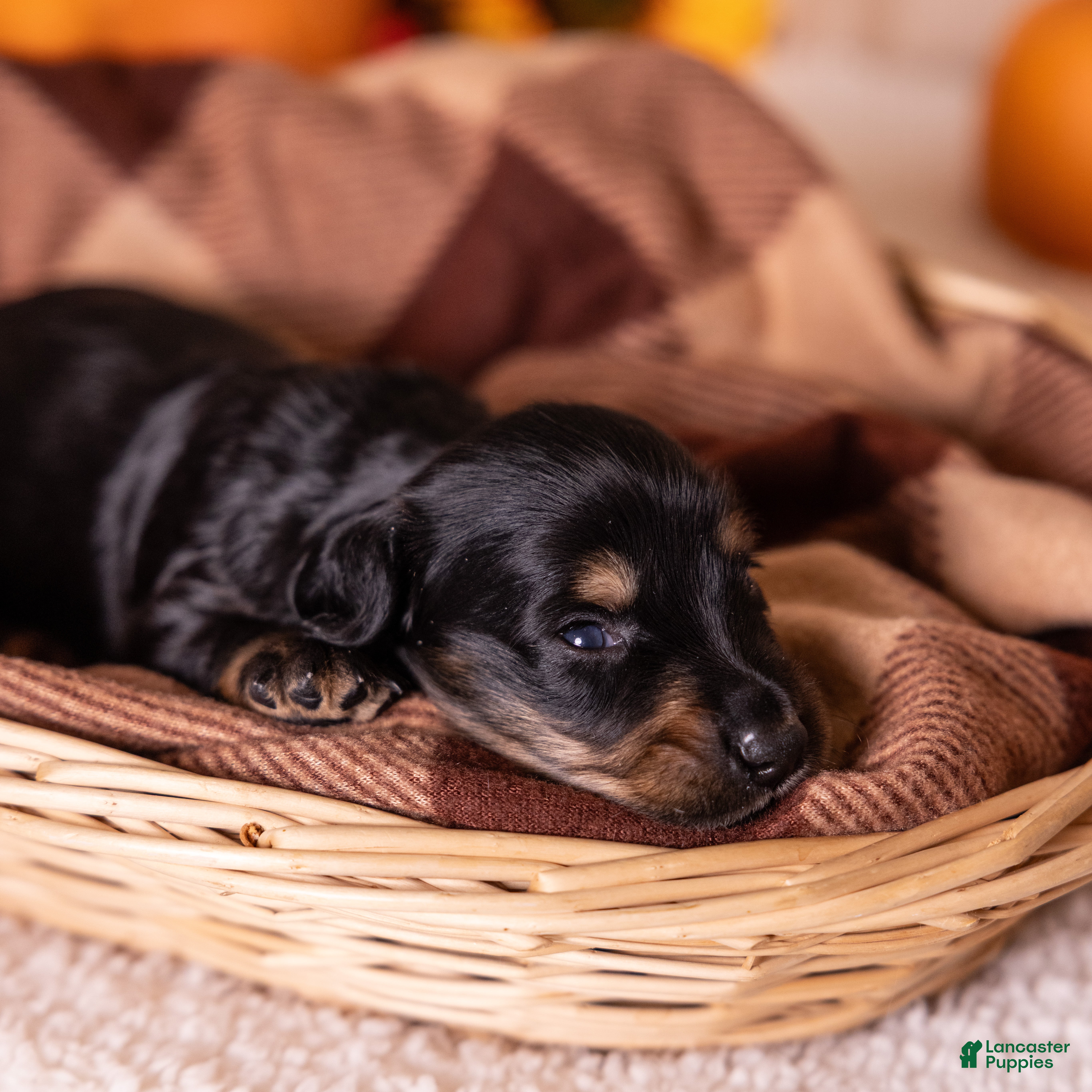 Miniature Dachshund dogs Casper - Ad 2