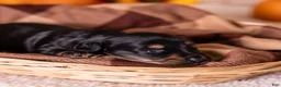 Miniature Dachshund dogs for sale: Casper - Ad 2