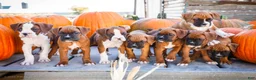 Boxer dogs for sale: Orlando Boxer - Ad 10