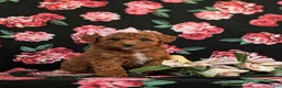 Toy Poodle dogs for sale: India - Ad 3