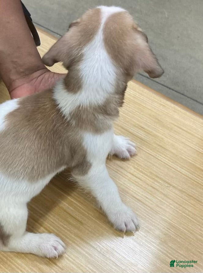 Mixed Breed dogs Titus - Ad 2