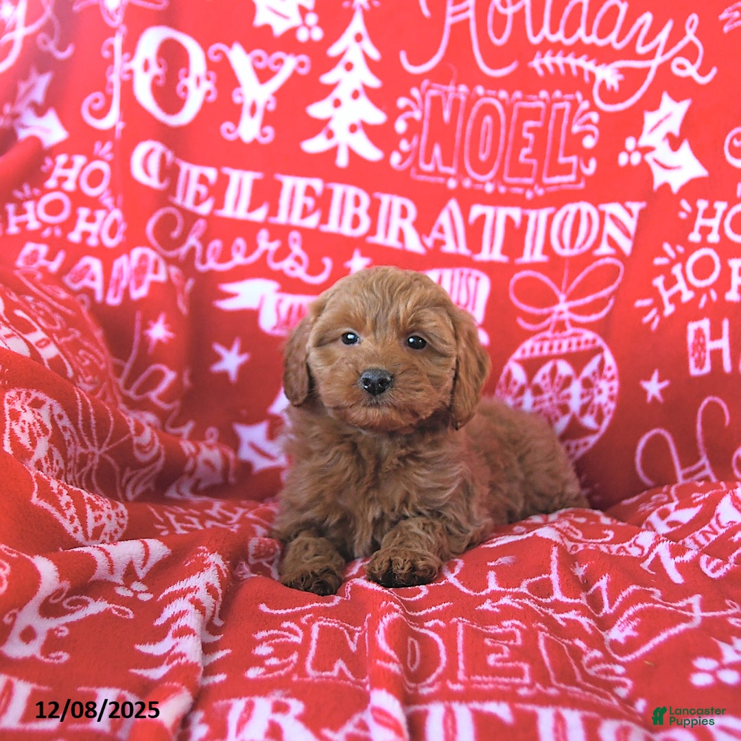 Mini Goldendoodle dogs for sale: Holly - Ad 5