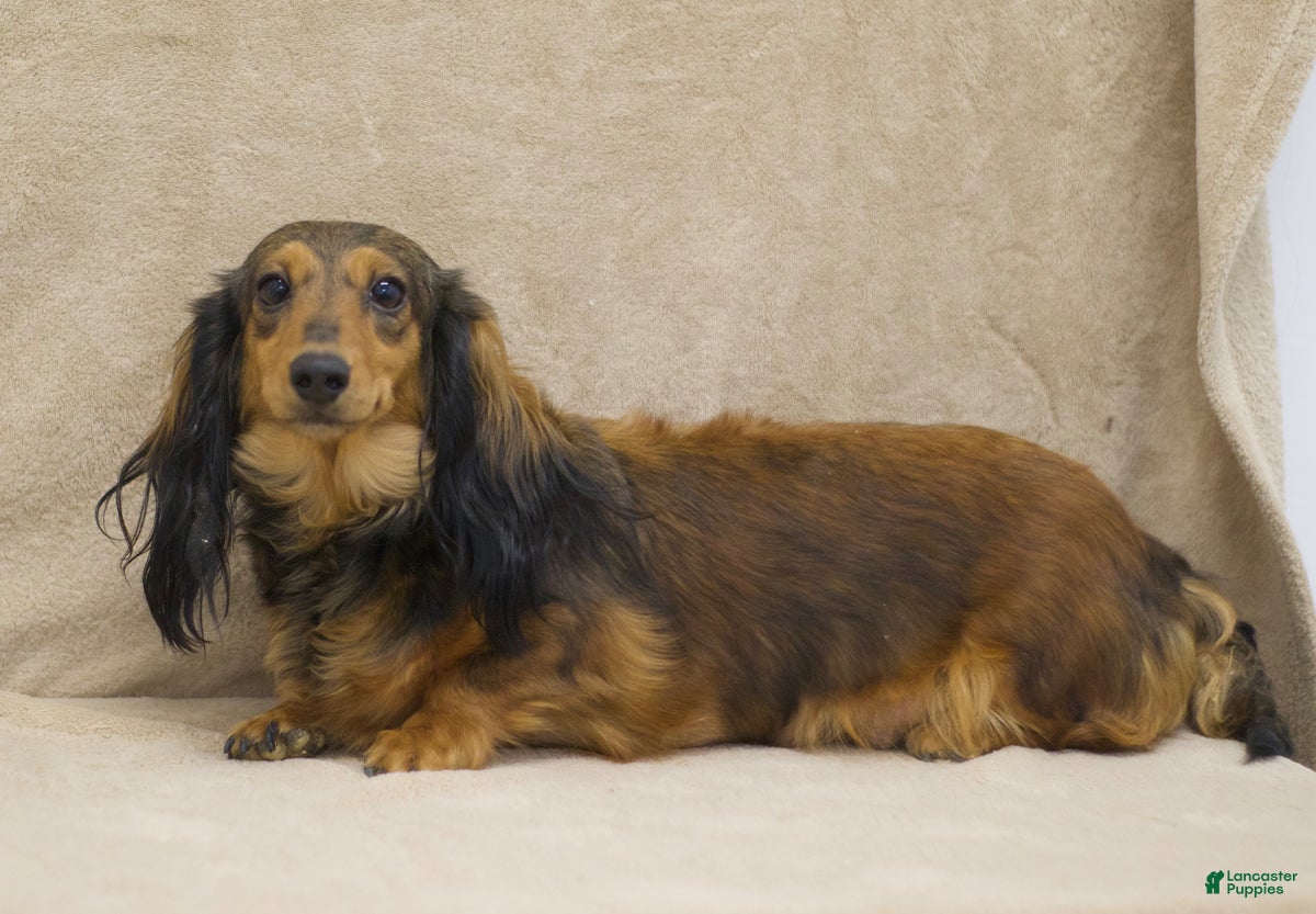 Miniature Dachshund dogs for sale: Zack - Ad 6