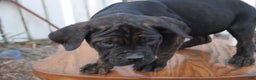 Cane Corso dogs for sale: Brenda - Ad 4