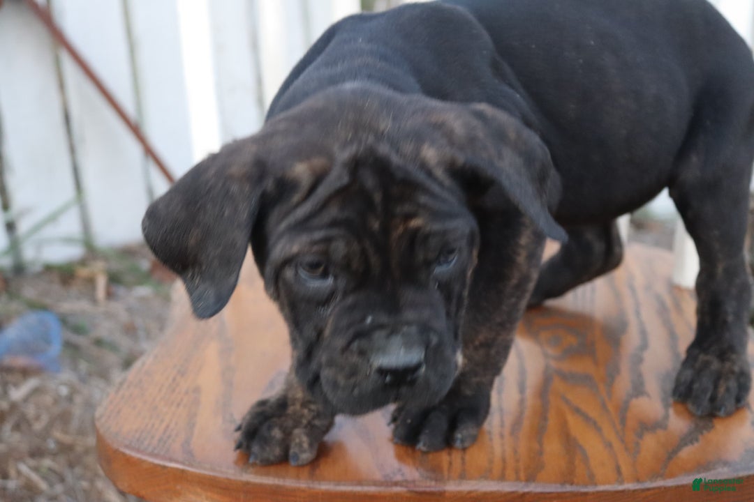 Cane Corso dogs for sale: Brenda - Ad 4