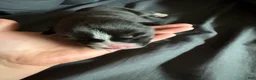 Siberian Husky dogs for sale: Chaos  - Ad 10