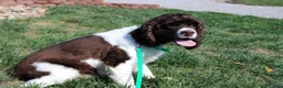 Cocker Spaniel dogs for sale: Milo - Ad 6