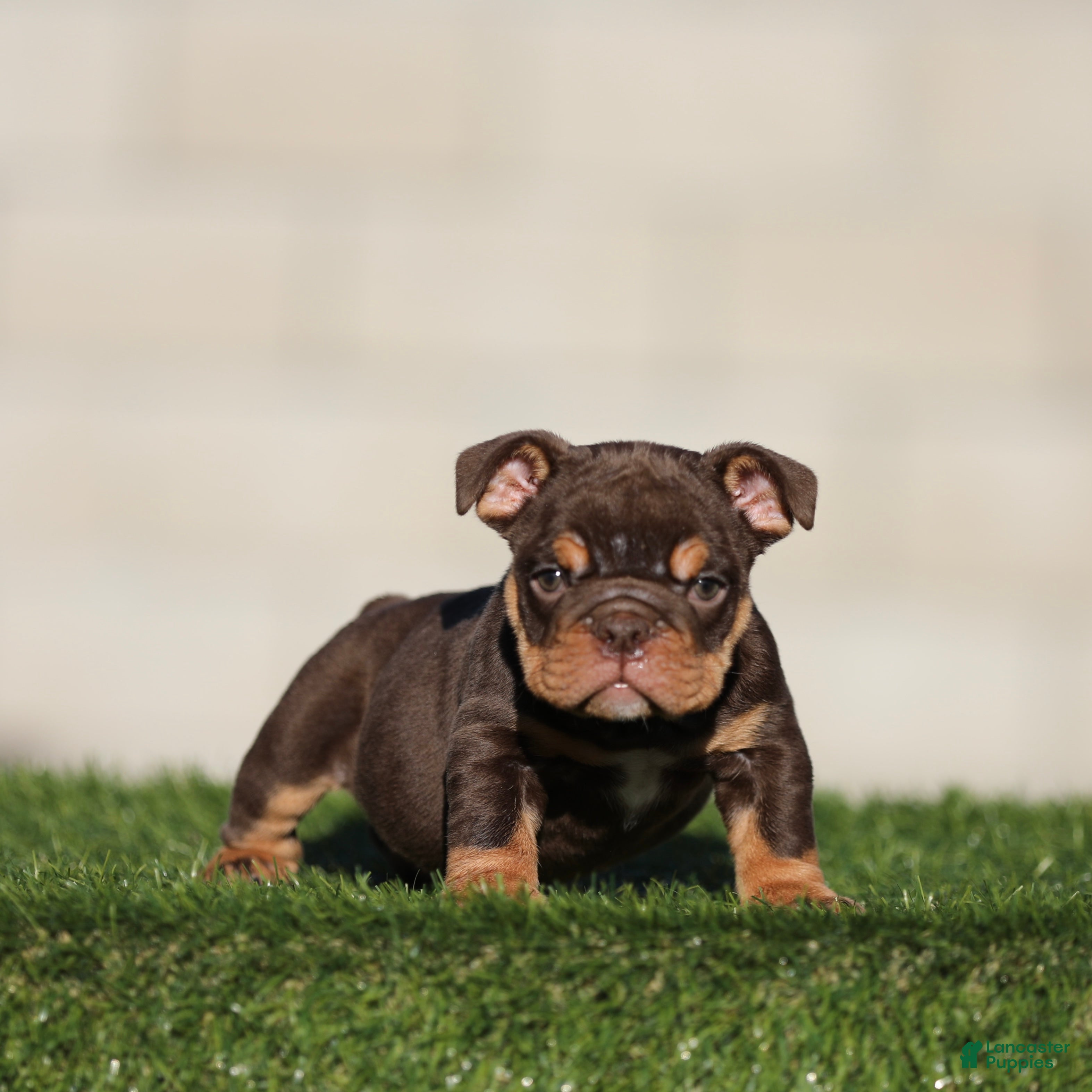 English Bulldog dogs English Bulldog 1 - Ad 15