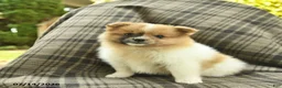 Pomeranian dogs for sale: Sandy  - Ad 3