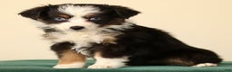 Miniature Australian Shepherd dogs for sale: Ivy - Ad 3