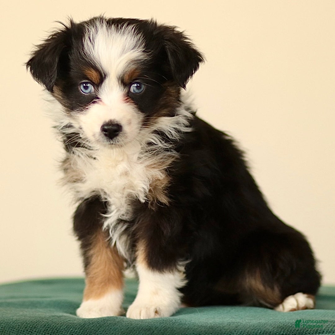 Miniature Australian Shepherd dogs for sale: Ivy - Ad 3