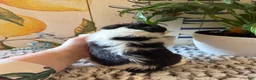 Wire Fox Terrier dogs for sale: Clawhauser - Ad 7