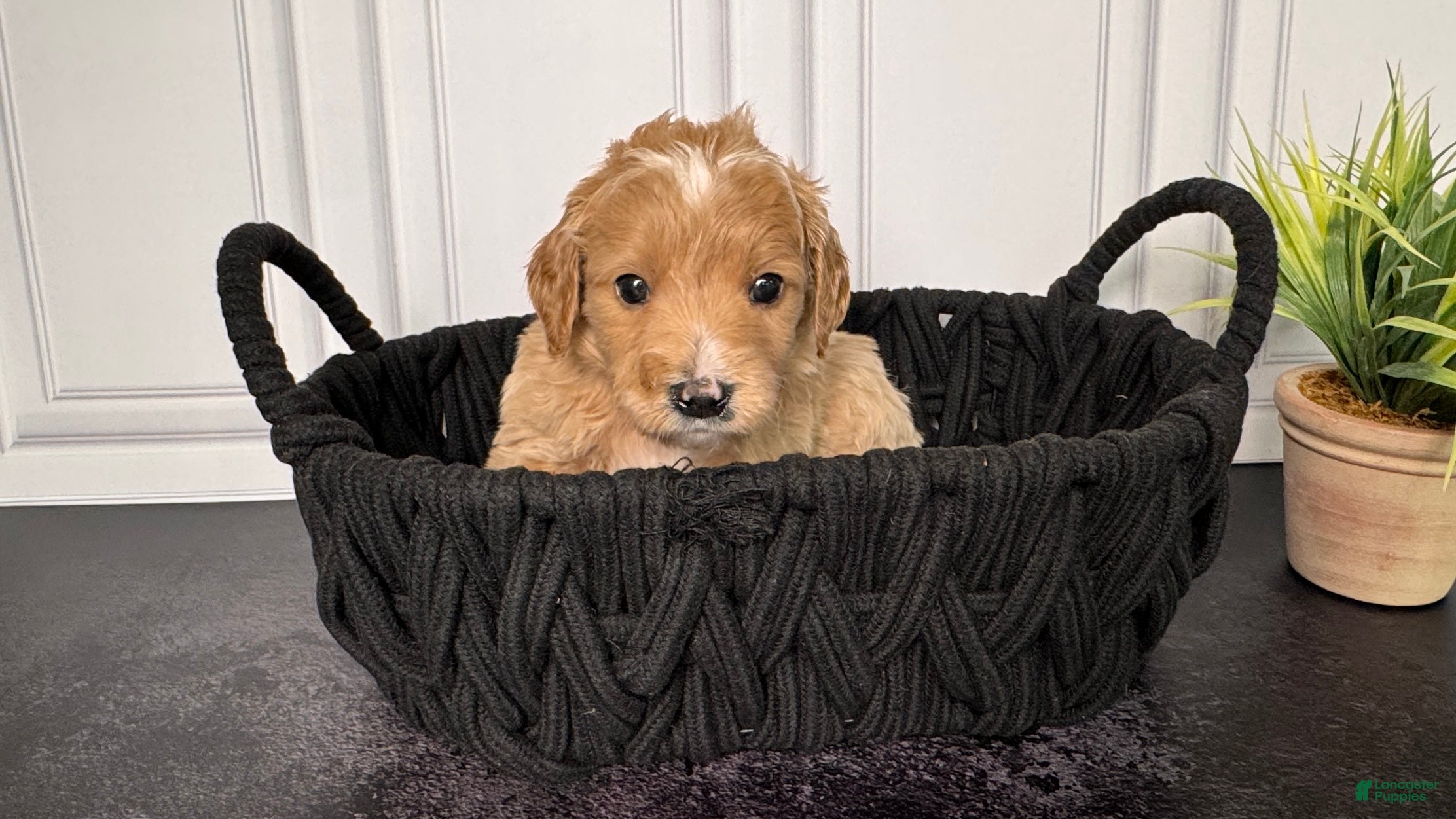 Mini Goldendoodle dogs Winston F One - Ad 9