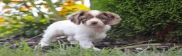 Cocker Spaniel dogs for sale: Blossom - Ad 4