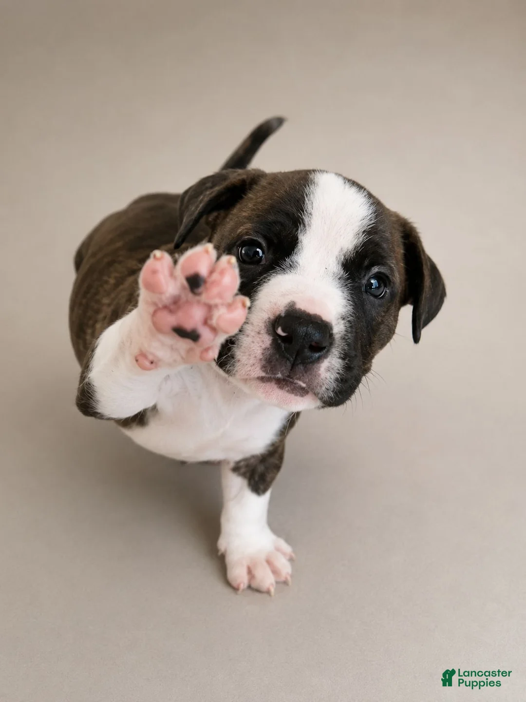 American Pit Bull Terrier dogs for sale: American Pit Bull Terrier 4 - Ad 2