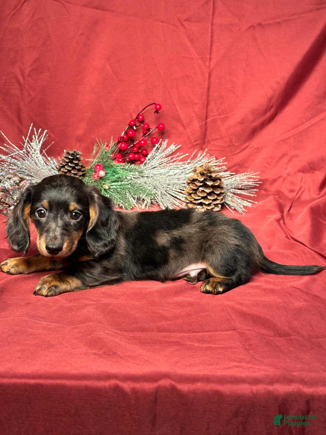Miniature Dachshund dogs for sale: Easton - Ad 4