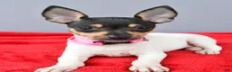 Toy Fox Terrier dogs for sale: Dora - Ad 7