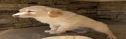 Golden Retriever dogs for sale: Charlie  - Ad 5