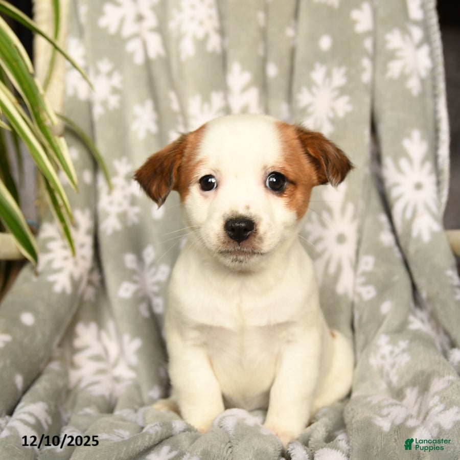 Mixed Breed dogs Marshmallow - Ad 14