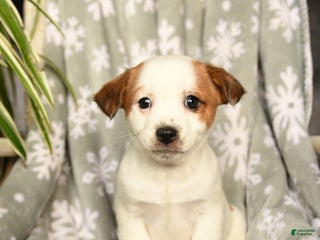 Mixed Breed dogs Marshmallow - Ad 42