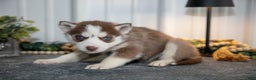 Siberian Husky dogs for sale: Thalia - Ad 3