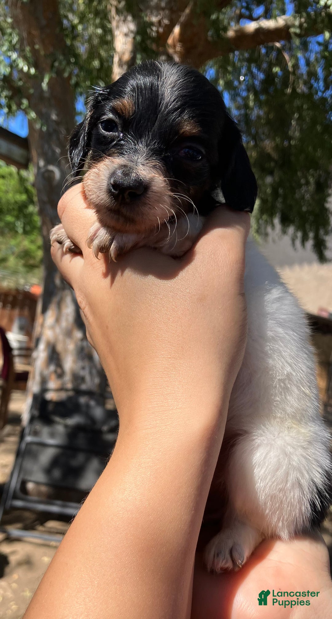 Miniature Dachshund dogs for sale: Miniature Dachshund Puppy 3 - Ad 2