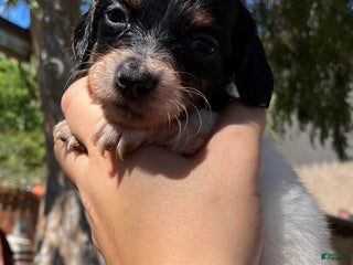 Miniature Dachshund dogs - Ad 1