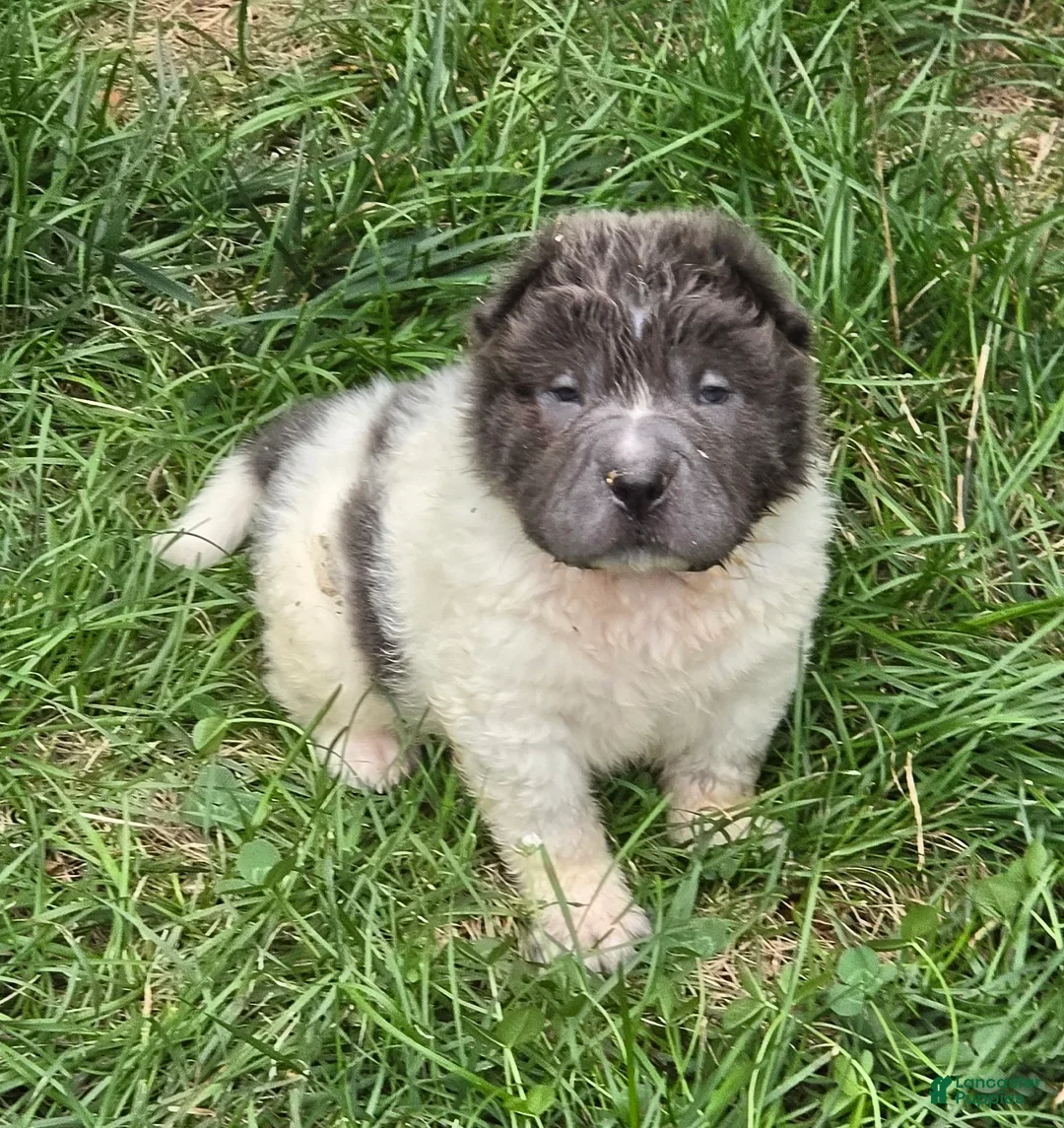 Shar Pei dogs for sale: Tiny Tom flower bear coat mini  - Ad 2