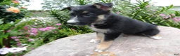 German Shepherd dogs for sale: German Shepherd Skyley 1 - Ad 3