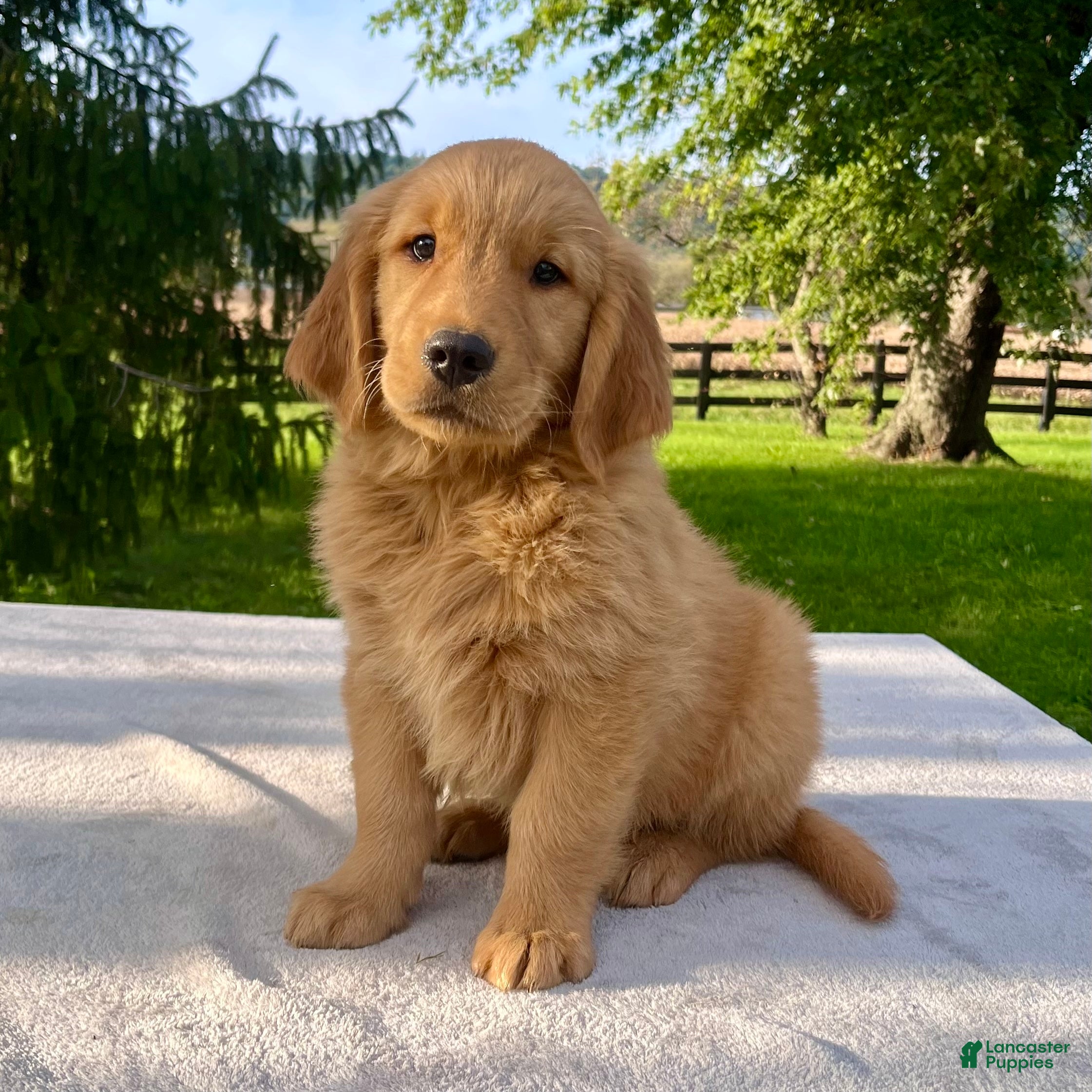 Golden Retriever dogs Jackson - Ad 2