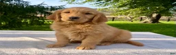 Golden Retriever dogs for sale: Jackson - Ad 2