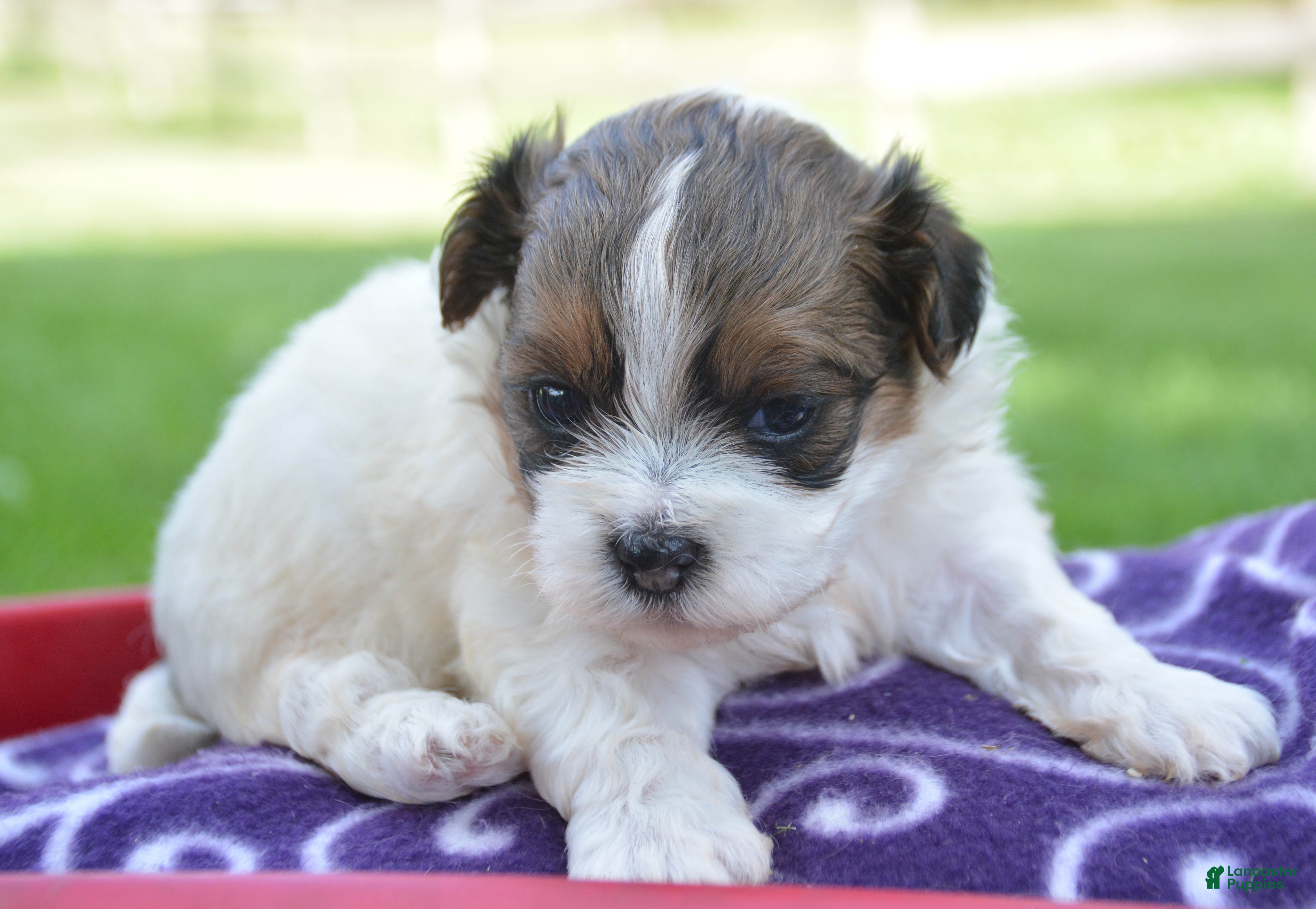 Shihpoo dogs Sara Shihpoo 4 - Ad 1