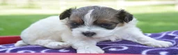 Shihpoo dogs for sale: Sara Shihpoo 4 - Ad 1