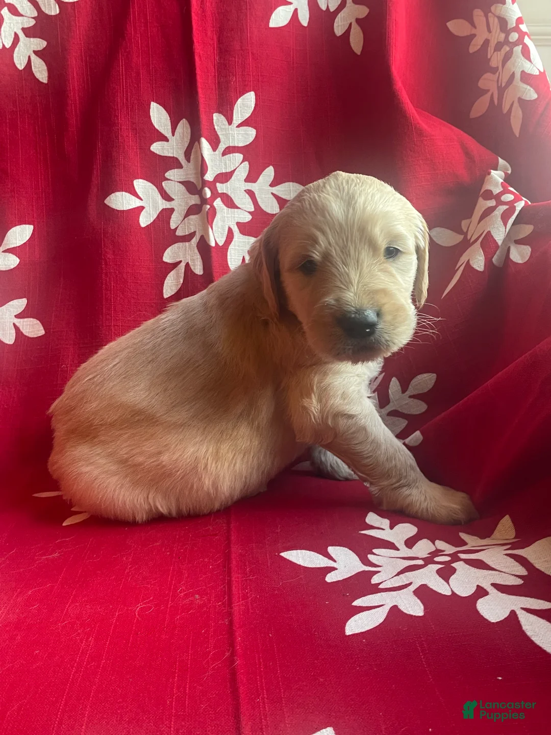 Goldendoodle dogs for sale: Goldendoodle Puppy 7 - Ad 2