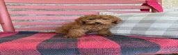 Mixed Breed dogs for sale: Marley - Ad 5
