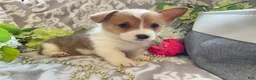 Welsh Corgi Pembroke dogs for sale: Max - Ad 4