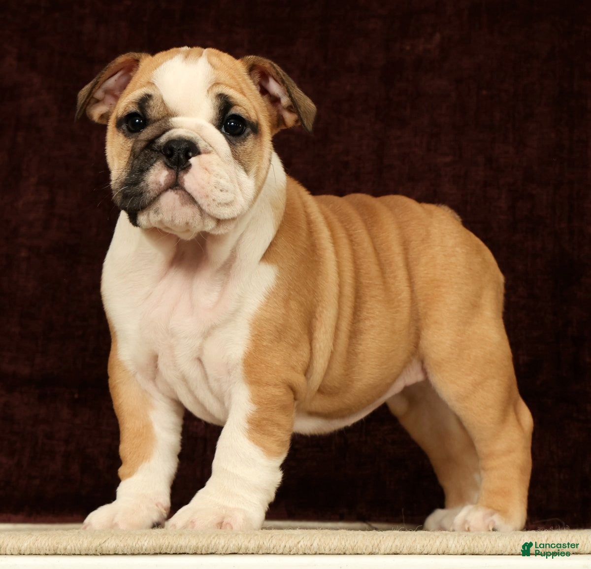 English Bulldog dogs Skye - Ad 1
