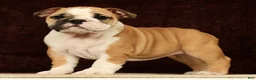 English Bulldog dogs for sale: Skye - Ad 1