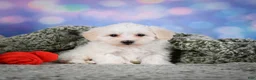 Maltipoo dogs for sale: milo - Ad 11