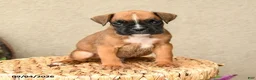 Boxer dogs for sale: Briar - Ad 3