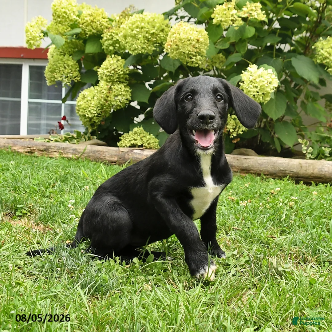 Labradoodle dogs for sale: Daffy - Ad 1