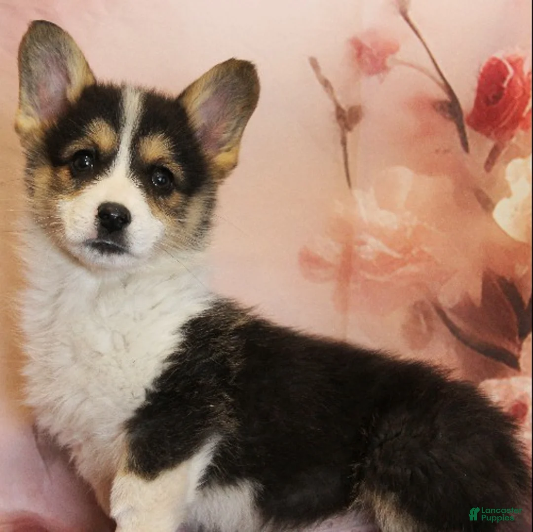 Welsh Corgi Pembroke dogs for sale: Cosmo - Ad 2